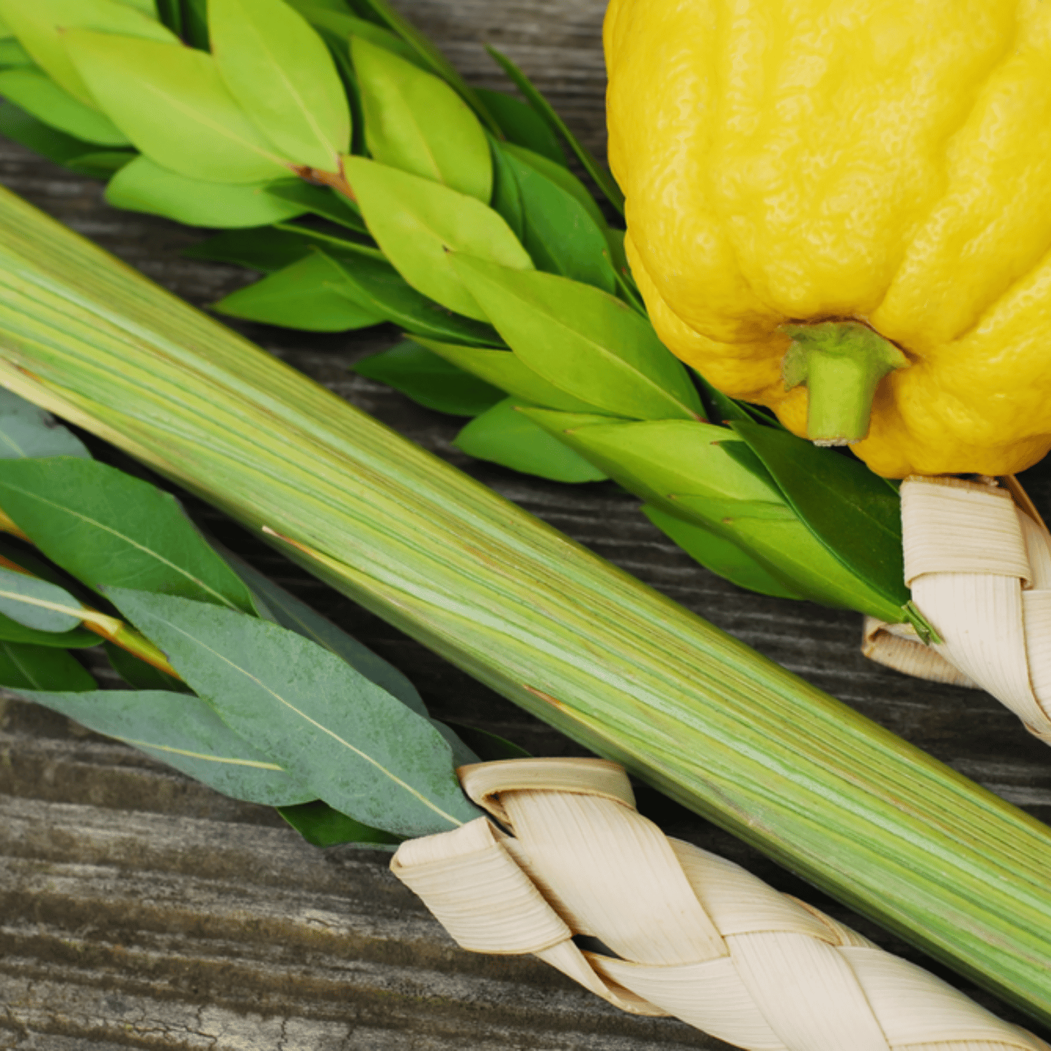 Lulav and Etrog